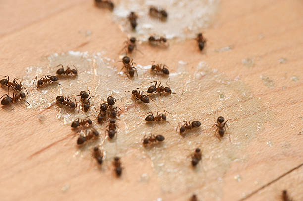 Best Affordable Pest Control Services  in Williamsport, PA